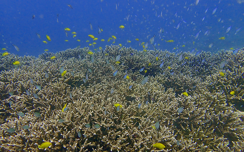 ラチャノイ＆ヤイ島 枝サンゴの群生と魚たち