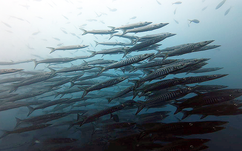 プーケット ダイビング ピピ島 クルーズ KOON9 PADI 日本人 ファンダイビング