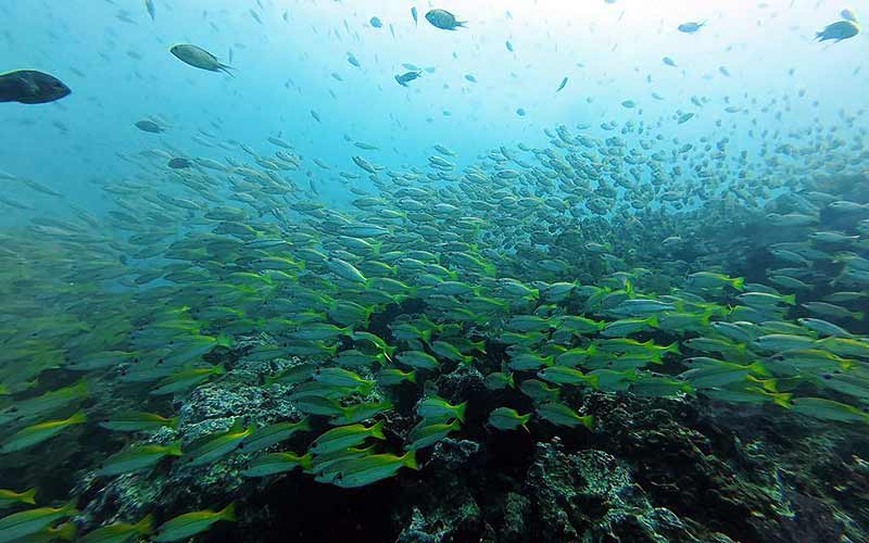 プーケット ダイビング ピピ島 マリンパーク キングクルーザー PADI 日本人 ファンダイビング 沈船