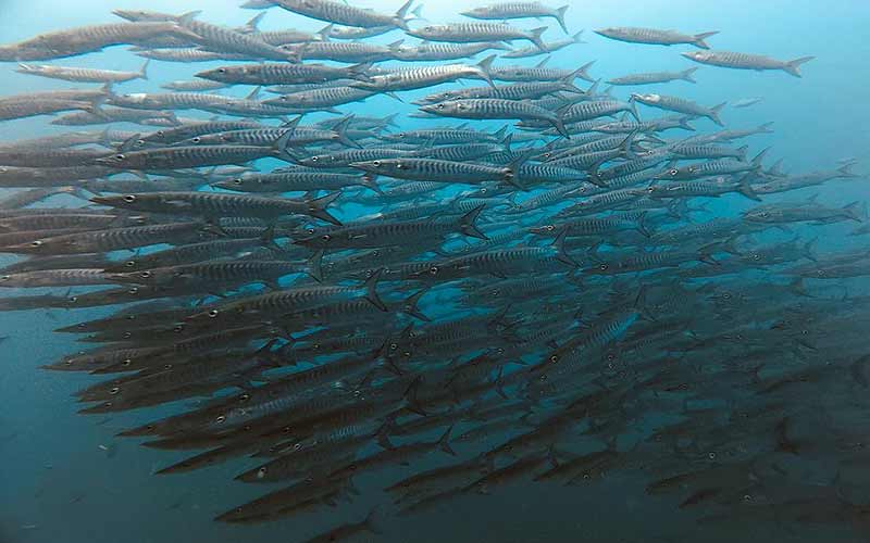 プーケット ダイビング ピピ島 マリンパーク キングクルーザー PADI 日本人 ファンダイビング 沈船