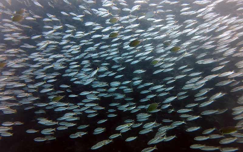 プーケット ダイビング ピピ島 マリンパーク キングクルーザー PADI 日本人 ファンダイビング 沈船