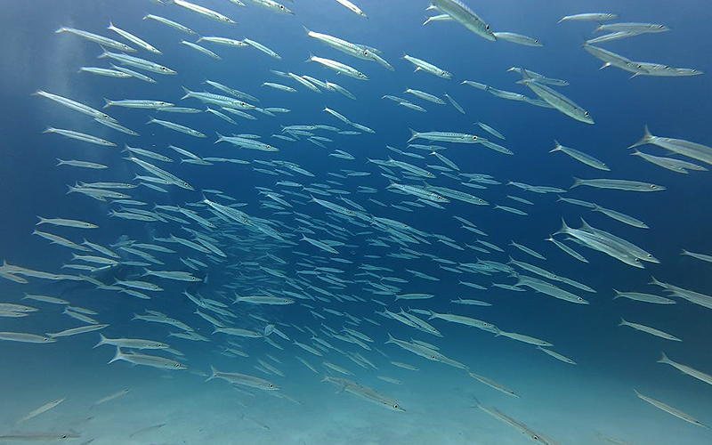プーケット ダイビング ラチャ ラチャノイ島 PADI 日本人 ファンダイビング 体験ダイビング