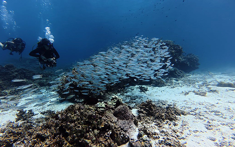 プーケット ダイビング ラチャ ラチャノイ島 PADI 日本人 ファンダイビング 体験ダイビング