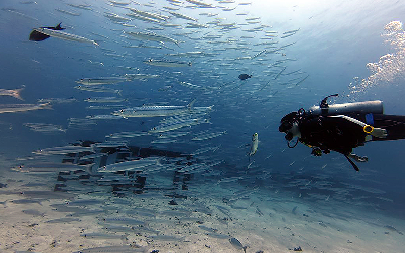 プーケット ダイビング ラチャ ラチャノイ島 ラチャヤイ島 PADI 日本人 ファンダイビング 体験ダイビング 講習 沈船