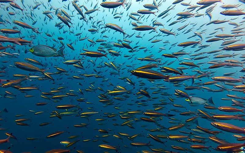 プーケット ダイビング ピピ島 PADI 日本人 ファンダイビング 