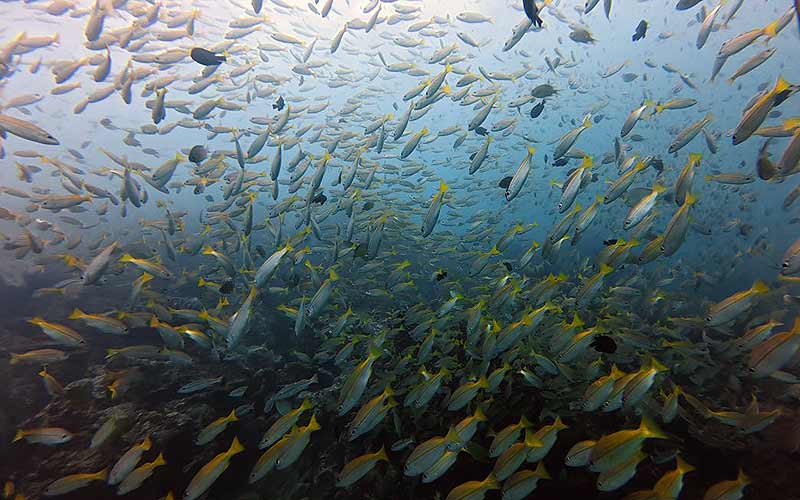 プーケット ダイビング ピピ島 PADI 日本人 ファンダイビング