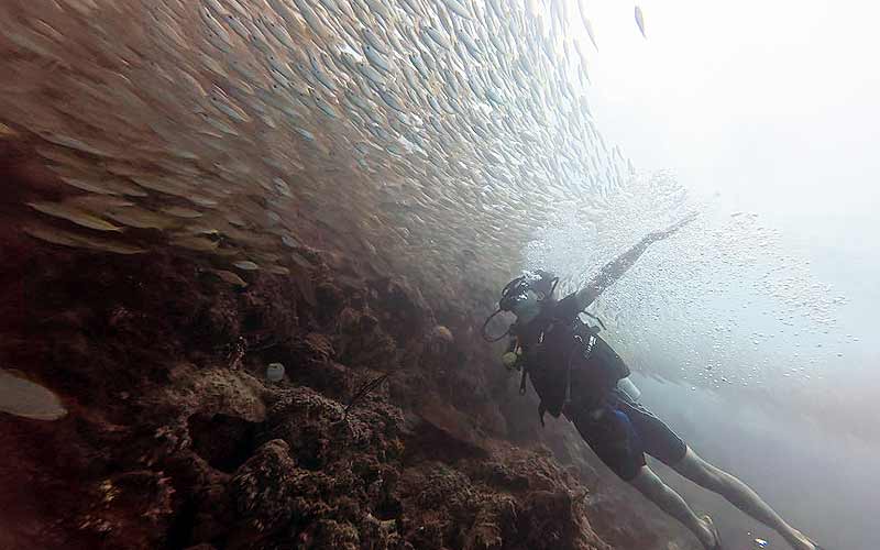 プーケット ダイビング ピピ島 PADI 日本人 ファンダイビング