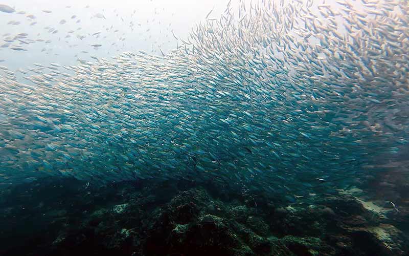 プーケット ダイビング ピピ島 PADI 日本人 ファンダイビング