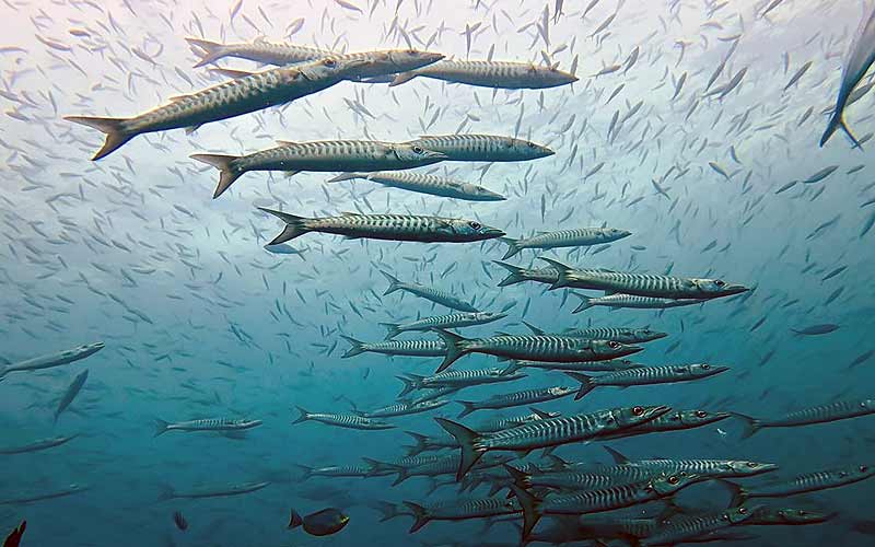 プーケット ダイビング ピピ島 PADI 日本人 ファンダイビング