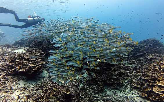 タイ プーケット ダイビング ファンダイビング ラチャ島 沈船 PADI