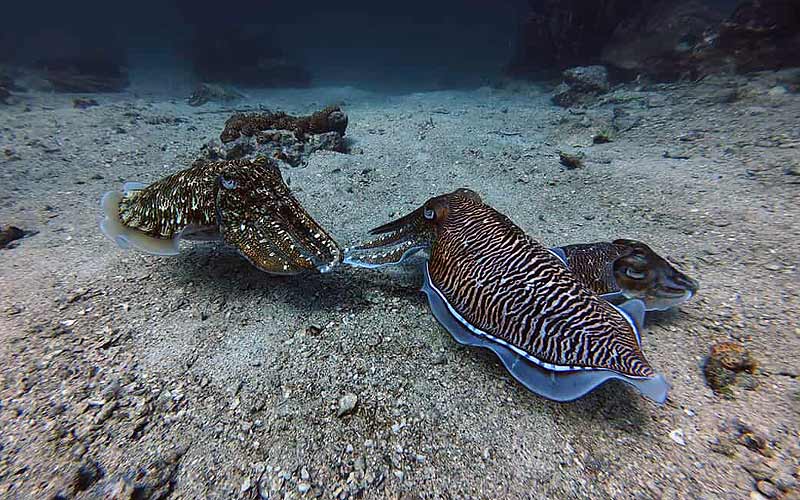 タイ プーケット 日本人 ダイビング ファンダイビング ラチャ島 ラチャノイ ラチャヤイ ピピ島 マリンパーク キングクルーザー 沈船 PADI