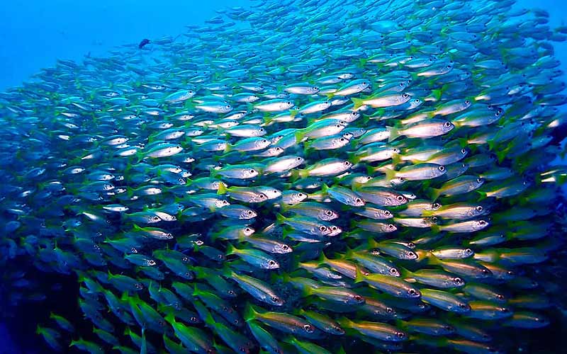 タイ プーケット 日本人 ダイビング ファンダイビング ラチャ島 ラチャノイ ラチャヤイ ピピ島 マリンパーク キングクルーザー 沈船 PADI