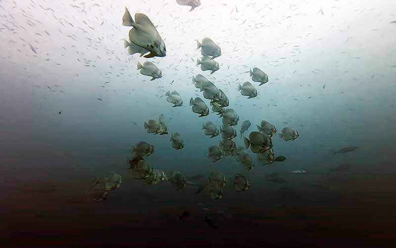 プーケット ダイビング シミラン島 シミランクルーズ PADI 日本人 ファンダイビング ダイブクルーズ タイ リチェリューロック KOON9