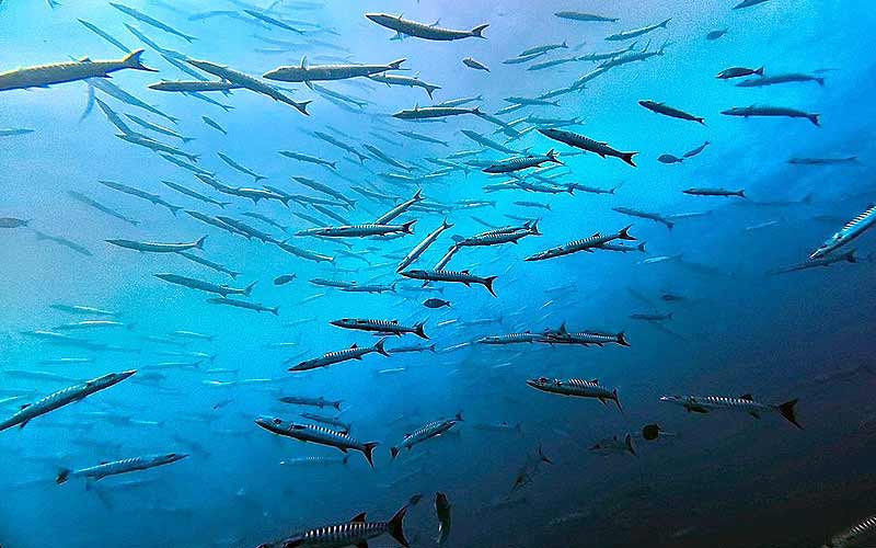 プーケット ダイビング シミラン島 シミランクルーズ PADI 日本人 ファンダイビング ダイブクルーズ タイ リチェリューロック KOON9