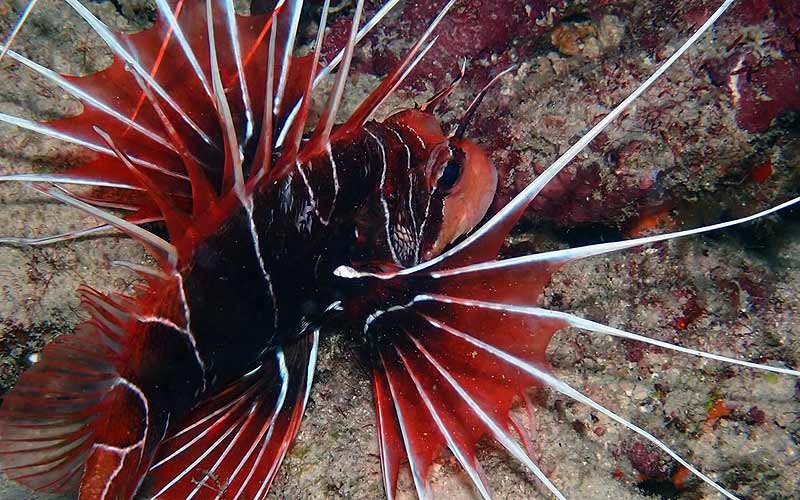 プーケット ダイビング シミラン島 シミランクルーズ PADI 日本人 ファンダイビング ダイブクルーズ タイ リチェリューロック KOON9