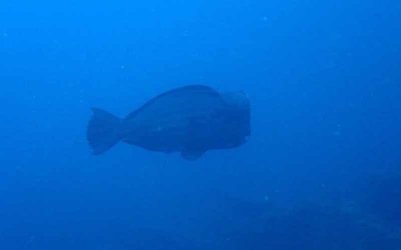 プーケット ダイビング シミラン島 シミランクルーズ PADI 日本人 ファンダイビング ダイブクルーズ タイ リチェリューロック KOON9