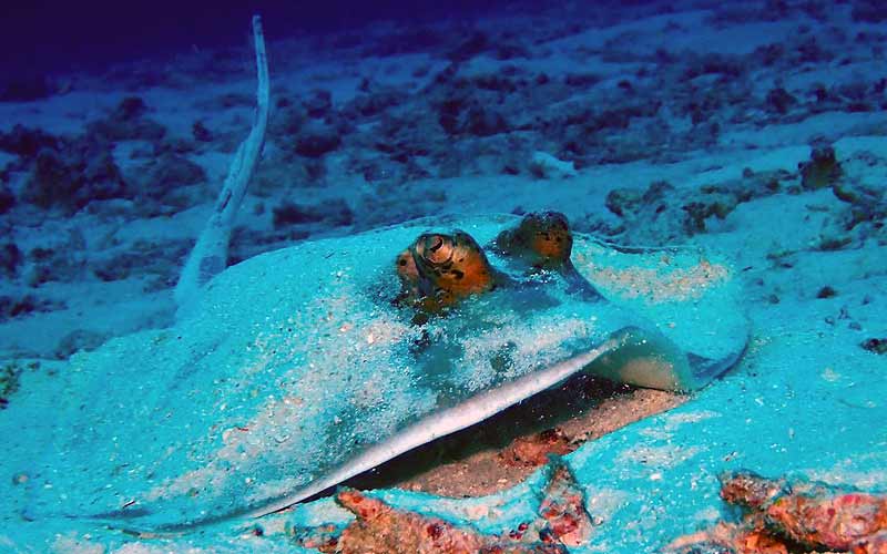プーケット ダイビング シミラン島 シミランクルーズ PADI 日本人 ファンダイビング ダイブクルーズ タイ リチェリューロック KOON9