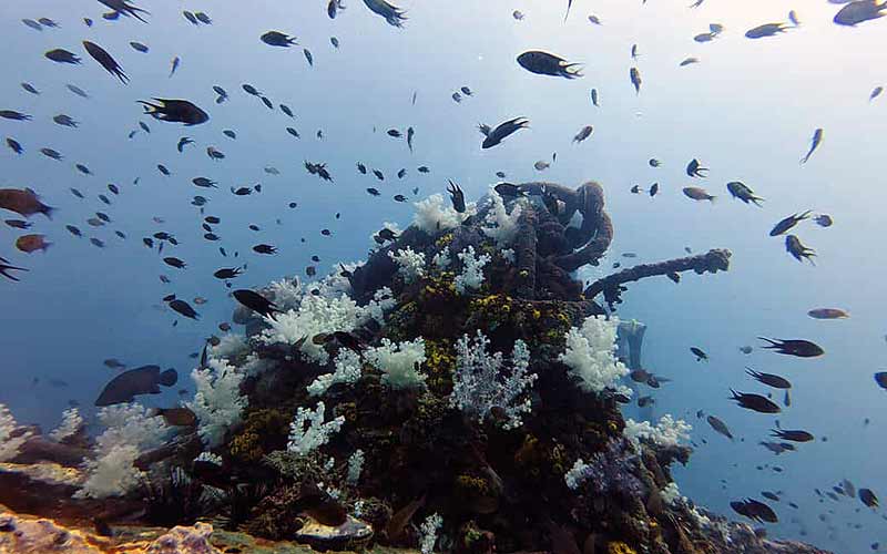 タイ プーケット 日本人 ダイビング ファンダイビング ラチャヤイ島 ラチャノイ島 ラチャ島 沈船 マリンパーク キングクルーザー PADI